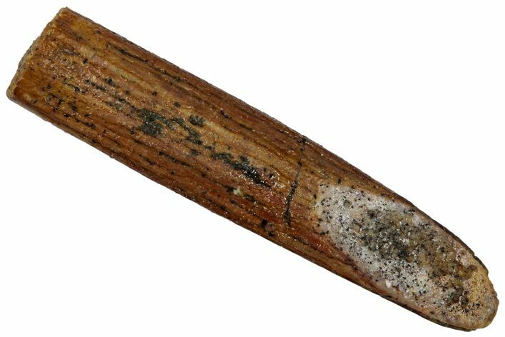 Fossil Sauropod Dinosaur (Rebbachisaurus) Tooth - Morocco #332468